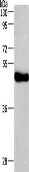 Ceramide glucosyltransferase antibody, CSB-PA579990, Cusabio, Western Blot image 