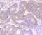 VPS35 Retromer Complex Component antibody, A01644-1, Boster Biological Technology, Immunohistochemistry frozen image 
