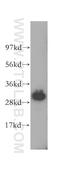 Inositol Monophosphatase 1 antibody, 16593-1-AP, Proteintech Group, Western Blot image 