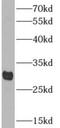 Apolipoprotein F antibody, FNab00501, FineTest, Western Blot image 