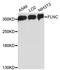Filamin C antibody, LS-C748081, Lifespan Biosciences, Western Blot image 