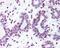 Sp1 Transcription Factor antibody, 48-798, ProSci, Immunohistochemistry frozen image 