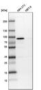 Peroxisomal targeting signal 1 receptor antibody, PA5-58716, Invitrogen Antibodies, Western Blot image 