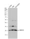 NADH:Ubiquinone Oxidoreductase Core Subunit S3 antibody, NBP2-19505, Novus Biologicals, Western Blot image 