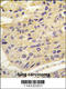 Proto-oncogene FRAT1 antibody, 57-684, ProSci, Immunohistochemistry paraffin image 