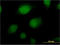 Inhibitor Of Growth Family Member 2 antibody, LS-C197535, Lifespan Biosciences, Immunofluorescence image 