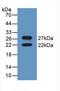 Calnexin antibody, LS-C293123, Lifespan Biosciences, Western Blot image 