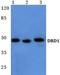 D(1A) dopamine receptor antibody, LS-B13217, Lifespan Biosciences, Western Blot image 