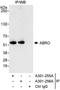 BRISC complex subunit Abro1 antibody, A301-256A, Bethyl Labs, Immunoprecipitation image 