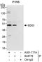 SDS3 Homolog, SIN3A Corepressor Complex Component antibody, A301-777A, Bethyl Labs, Immunoprecipitation image 