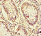PRIP antibody, LS-C678777, Lifespan Biosciences, Immunohistochemistry paraffin image 