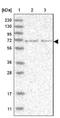 Gap Junction Protein Alpha 10 antibody, NBP2-14050, Novus Biologicals, Western Blot image 