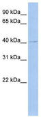 TEA domain family member 4 antibody, TA333332, Origene, Western Blot image 