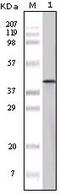 Ovalbumin antibody, LS-C171368, Lifespan Biosciences, Western Blot image 