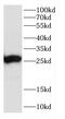 Calcyclin Binding Protein antibody, FNab01182, FineTest, Western Blot image 