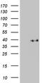 Kruppel Like Factor 7 antibody, TA812003, Origene, Western Blot image 