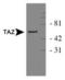 TAZ antibody, TA301649, Origene, Western Blot image 