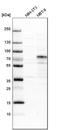 Tumor Protein P63 antibody, HPA006288, Atlas Antibodies, Western Blot image 