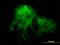 Protocadherin-1 antibody, H00005097-M01, Novus Biologicals, Immunofluorescence image 