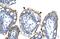 Zinc Finger HIT-Type Containing 6 antibody, PA5-40930, Invitrogen Antibodies, Immunohistochemistry paraffin image 