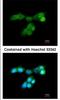 Dual Specificity Phosphatase 10 antibody, NBP1-31001, Novus Biologicals, Immunofluorescence image 