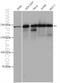 SR-Related CTD Associated Factor 11 antibody, 28098-1-AP, Proteintech Group, Western Blot image 