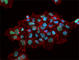 Nanog Homeobox antibody, 674006, BioLegend, Immunofluorescence image 