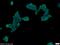 ER Membrane Protein Complex Subunit 9 antibody, 23919-1-AP, Proteintech Group, Immunofluorescence image 