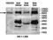 Protein Mdm4 antibody, orb78164, Biorbyt, Western Blot image 