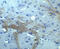 TNF Alpha Induced Protein 1 antibody, 8345, ProSci, Immunohistochemistry frozen image 