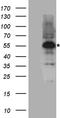 RUNX Family Transcription Factor 1 antibody, TA890147, Origene, Western Blot image 