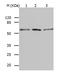 BCL2 Associated Athanogene 5 antibody, TA323441, Origene, Western Blot image 