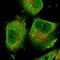 Acyl-CoA Thioesterase 9 antibody, HPA035533, Atlas Antibodies, Immunocytochemistry image 