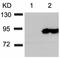 Heat shock protein HSP 90-beta antibody, TA321804, Origene, Western Blot image 