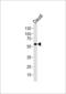 Cholinergic Receptor Nicotinic Alpha 9 Subunit antibody, LS-B12850, Lifespan Biosciences, Western Blot image 