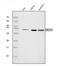 Exosome complex exonuclease RRP40 antibody, A04146-1, Boster Biological Technology, Western Blot image 