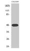 Synaptotagmin 11 antibody, STJ95852, St John