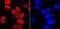 RNA Polymerase II antibody, NBP2-66800, Novus Biologicals, Immunocytochemistry image 