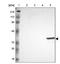 Ficolin 1 antibody, NBP1-84706, Novus Biologicals, Western Blot image 