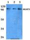 A-Kinase Anchoring Protein 3 antibody, LS-C412044, Lifespan Biosciences, Western Blot image 