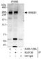Ras-responsive element-binding protein 1 antibody, A303-129A, Bethyl Labs, Immunoprecipitation image 