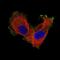 Integrin beta-8 antibody, NBP2-76480, Novus Biologicals, Immunofluorescence image 