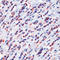 Heat Shock Protein Family D (Hsp60) Member 1 antibody, LS-C87605, Lifespan Biosciences, Immunohistochemistry frozen image 