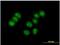 Zinc Finger Protein 554 antibody, H00115196-B01P-50ug, Novus Biologicals, Immunofluorescence image 