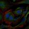 CRK Proto-Oncogene, Adaptor Protein antibody, NBP2-37568, Novus Biologicals, Immunofluorescence image 