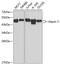 ATXN3 antibody, 14-732, ProSci, Western Blot image 
