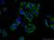 Myosin-XIX antibody, 23906-1-AP, Proteintech Group, Immunofluorescence image 