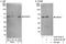 Serine/Threonine Kinase 17a antibody, A302-679A, Bethyl Labs, Western Blot image 