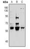 Vimentin antibody, LS-C761148, Lifespan Biosciences, Western Blot image 