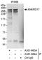 Ankyrin Repeat Domain 17 antibody, A301-664A, Bethyl Labs, Immunoprecipitation image 
